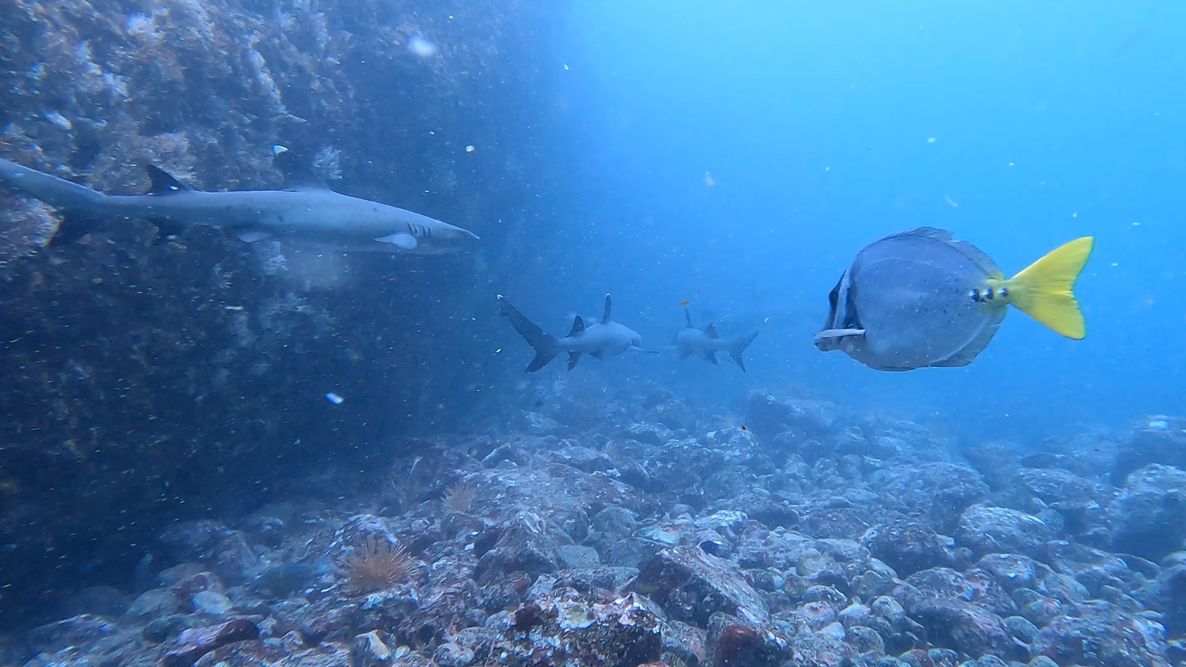 Group of divers descending into the blue Pacific Ocean depths Group of divers descending into the blue Pacific Ocean depths