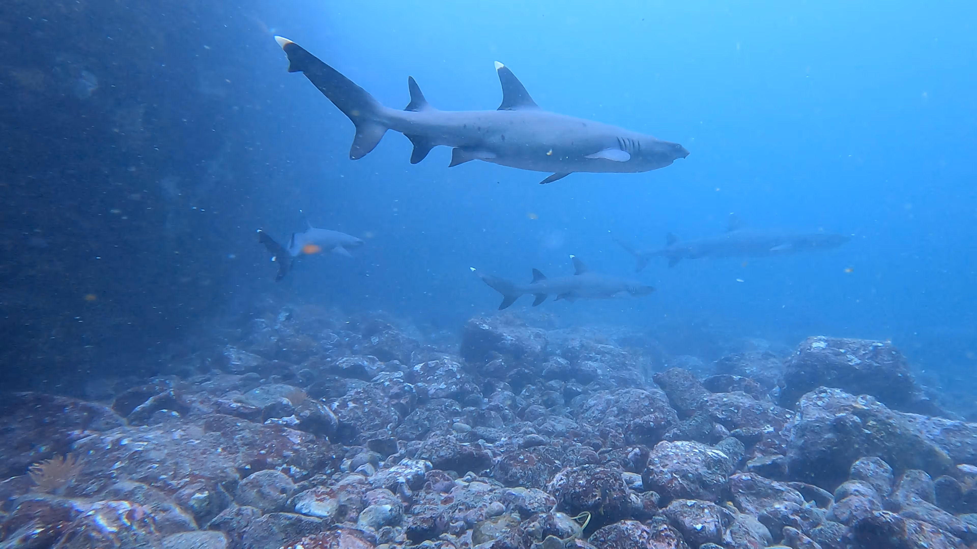 White tip reef shark gliding over rocky ocean floor White tip reef shark gliding over rocky ocean floor